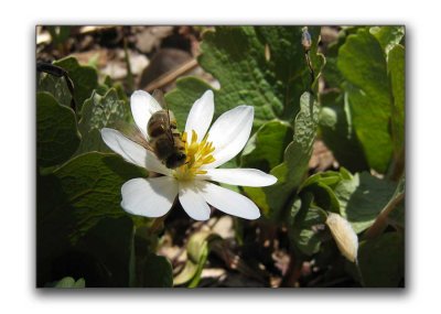 Bee on white