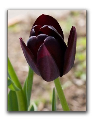 Black tulip