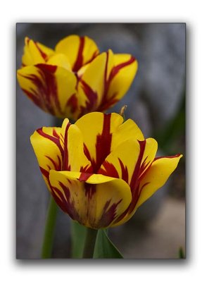 Tulips April 30th, 2007