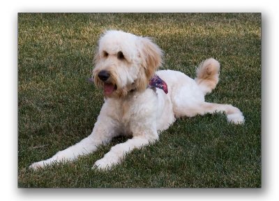 Teddy's summer 'do