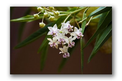 Oscar's flowers