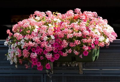 One hanging basket