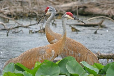 IMG_3033_1.JPG