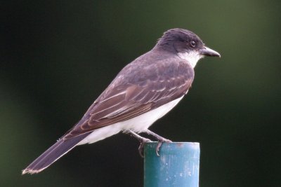 IMG_4337_1.JPG