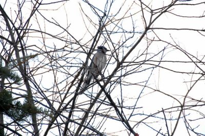 DSC_4933xs.jpg