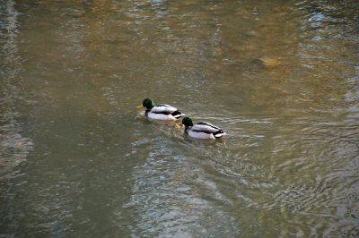 DSC_4983xs.jpg
