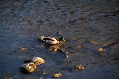 DSC_4986xs.jpg