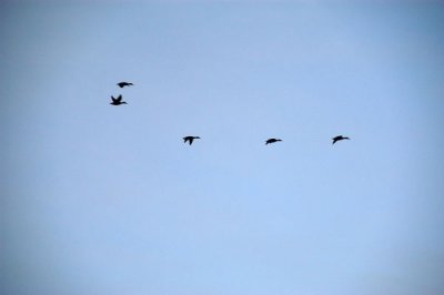 DSC_5015xs.jpg
