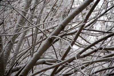DSC_5078xs.jpg