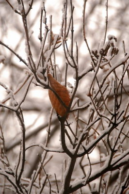 DSC_5084xs.jpg