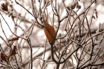 DSC_5085xs.jpg