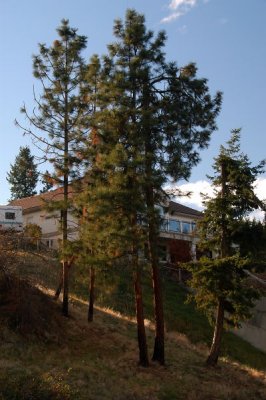 DSC_5219xs.jpg