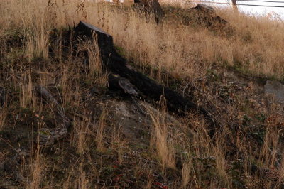 DSC_5254xs.jpg