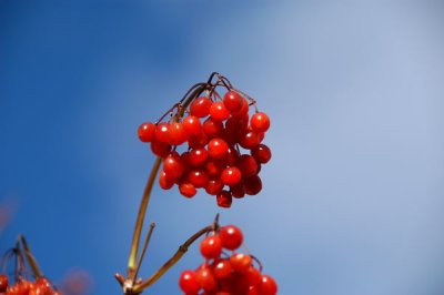 DSC_5299xs.jpg