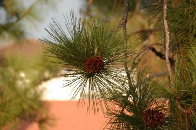 DSC_5349xs.jpg