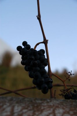 DSC_5448xs.jpg
