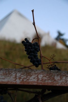 DSC_5449xs.jpg