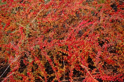 DSC_5502xs.jpg