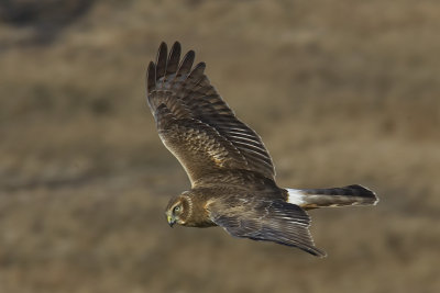 Birding