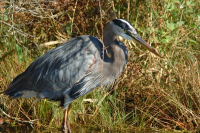 chinc_11634.jpg (600mm)