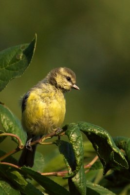 Blue Tit