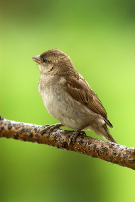 House Sparrow