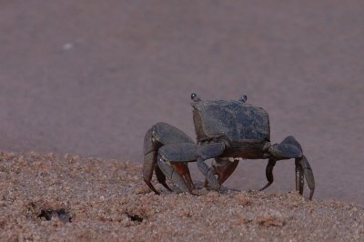 Crab
