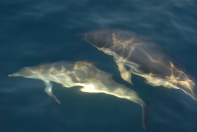 Dolphin4.jpg