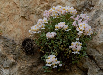 white flowers in La Nucia