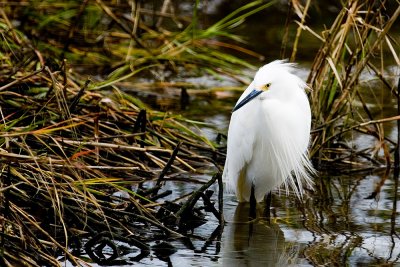 Snowy Egret