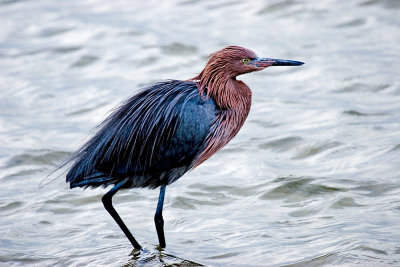 Birds on the Island