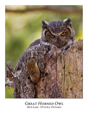 Great Horned Owl-023