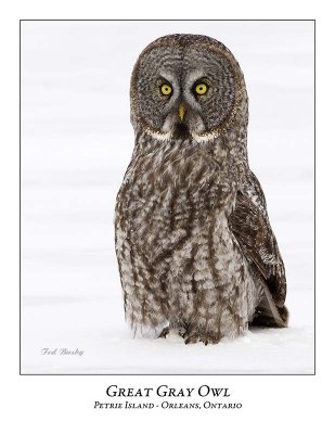 Great Gray Owl-159