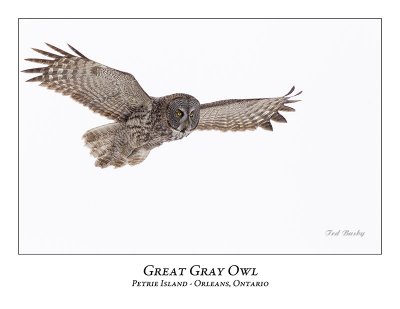 Great Gray Owl-160