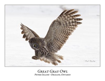 Great Gray Owl-162
