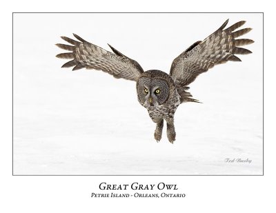 Great Gray Owl-163