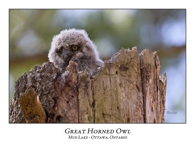 Great Horned Owl-024