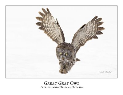 Great Gray Owl-164