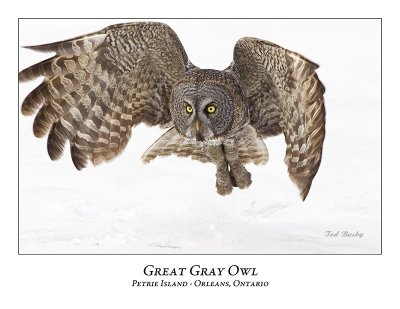 Great Gray Owl-165