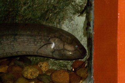 Aquarium zoo- 04021807.jpg