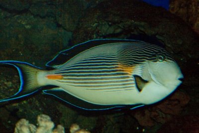 Aquarium zoo- 05021807.jpg