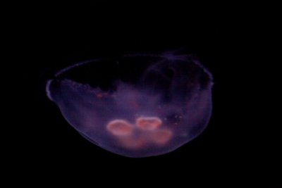 Aquarium zoo- 07021807.jpg