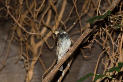 Aviary zoo- 06021807.jpg