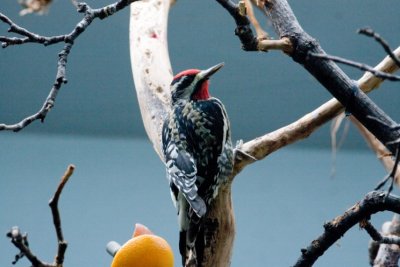 Aviary zoo- 07021807.jpg