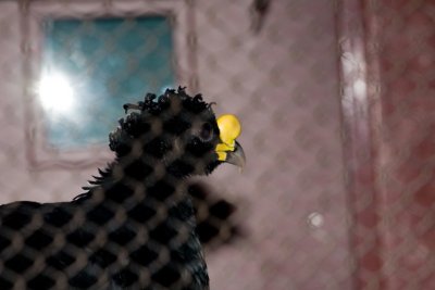 Aviary zoo- 09021807.jpg