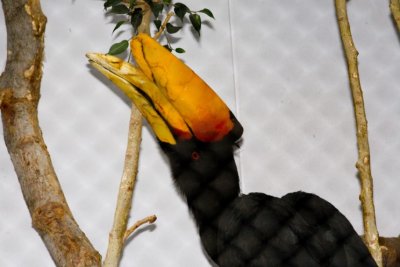 Aviary zoo- 11021807.jpg