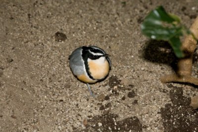 Aviary zoo- 13021807.jpg