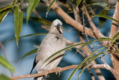 Aviary zoo- 15021807.jpg