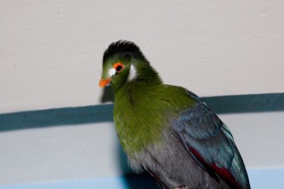 Aviary zoo- 16021807.jpg