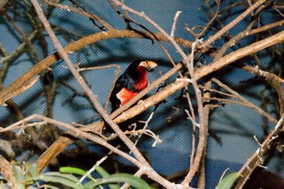 Aviary zoo- 17021807.jpg